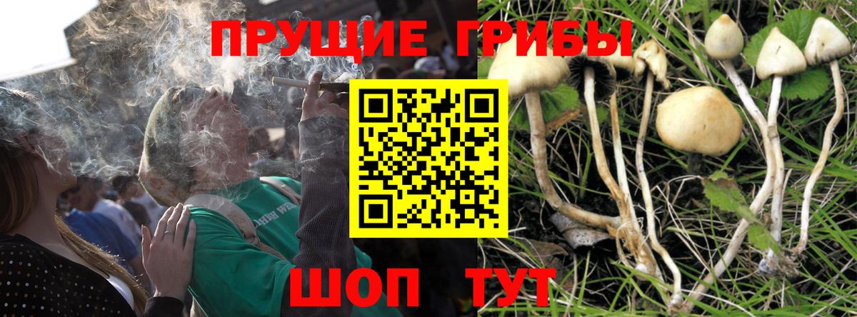 Югорск  Галлюциногенные грибы Cubensis  Вход с VPN 